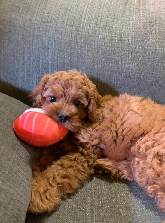 juniper the puppy is a small curly brown dog and is lying on a coach. The puppy got sick after eating cannabis