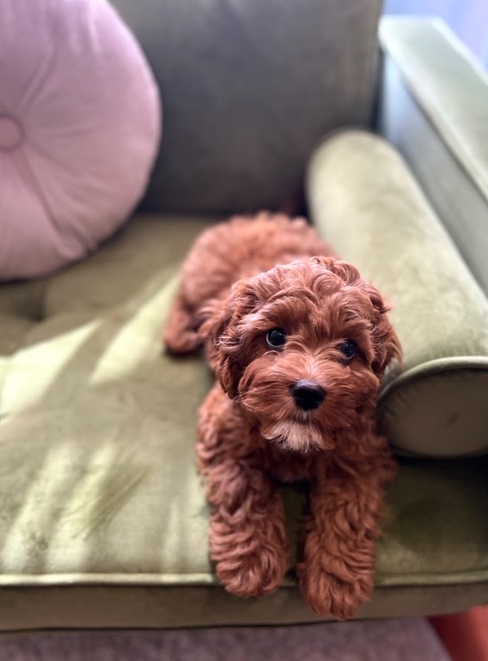 Vancouver puppy sick after eating cannabis CityNews Vancouver