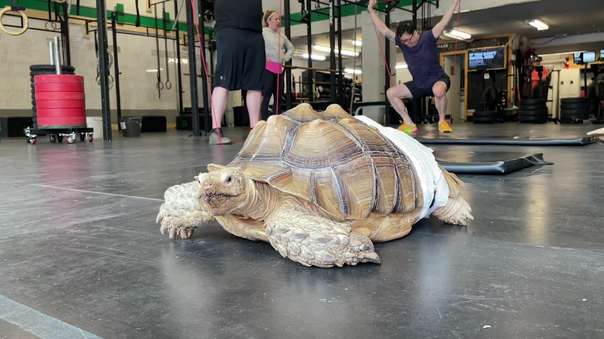 Se ve una tortuga en un gimnasio con miembros y equipos de gimnasio en el fondo.