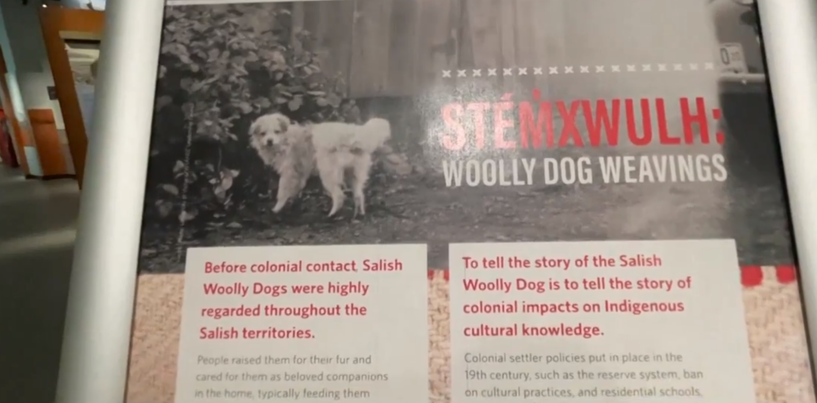 Coast Salish Woolly Dogs were bred for their fur until colonization push them to extinction. (CityNews/Kier Junos)