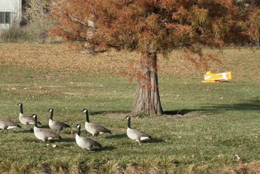 A Denver, Colorado, based company's goose deterring device, the Goosinator, is one of the options the Vancouver Park Board is considering using to control the city's Canada goose population. (Courtesy: Goosinator) A Denver, Colorado, based company's goose deterring device, the Goosinator, is one of the options the Vancouver Park Board is considering using to control the city's Canada goose population. (Courtesy: Goosinator)