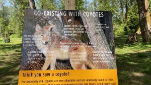 a sign that reads coexisting with coyotoes . A child was attacked at a port coquitlam park on wednesday