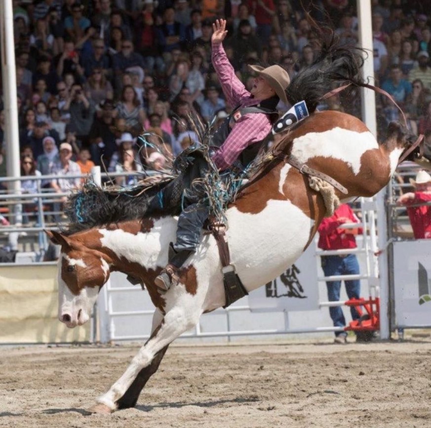 a cowboy o na white and brown horse with thier hand in the air as the horse bucks