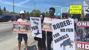 a group of protestors hold sings that say things like rodeo is no fun for animals, this is in protest of a surrey rodeo in cloverdale