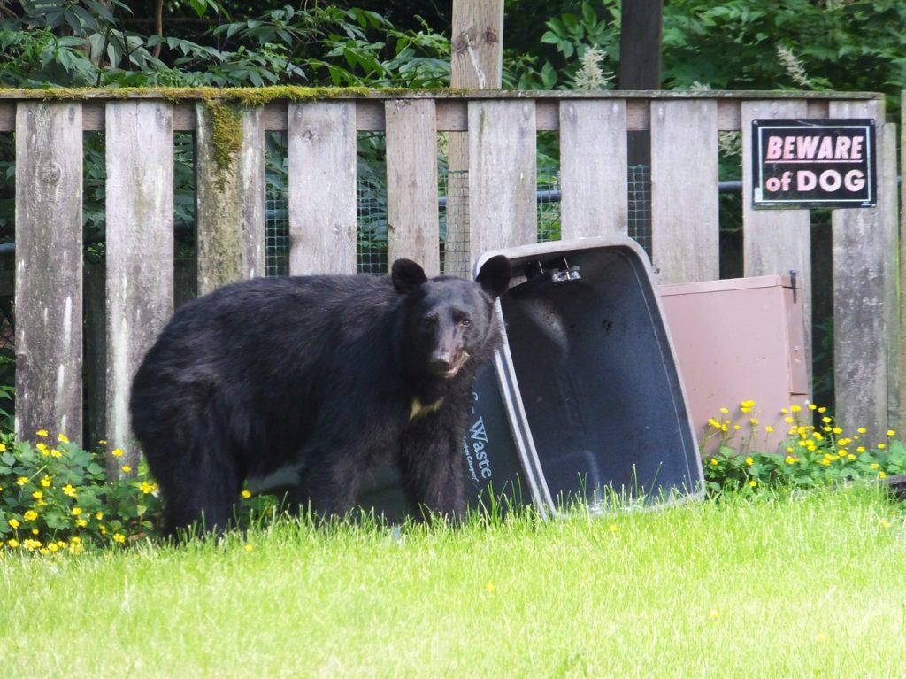 A black bear looks up from rifling through the garbage in the front yard of a home on July 6, 2014.