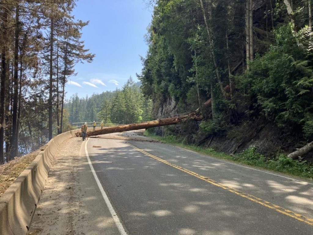 A tree is seen fallen across Highway 4 near Port Alberni