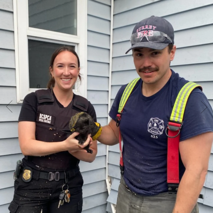 Kitten found in the floors of a B.C. home