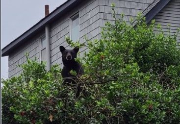 a black bear up in a tree on the lawn of a house was spotted in east vancouver friday