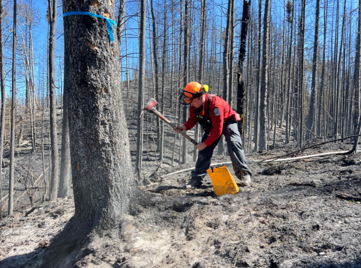 a fire fighter in uniform with an axe works near the donnie creek wildfire