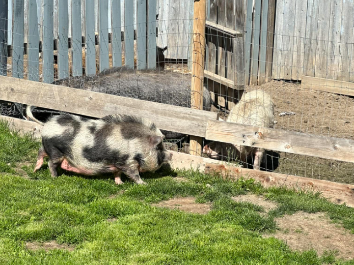 A rescued pig is seen wandering through a rescue group's grassy area.