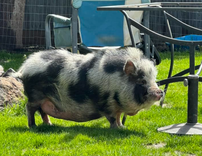 A rescued pig is seen wandering through a rescue group's grassy area.