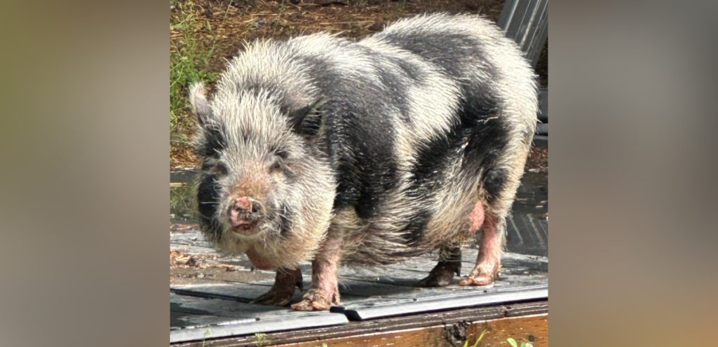 A rescued pig is seen wandering through a rescue group's grassy area.