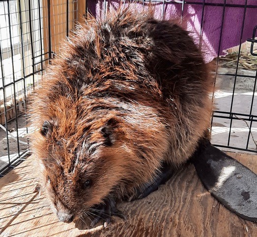 a brown beaver was captured in merritt as part of a conservation plan