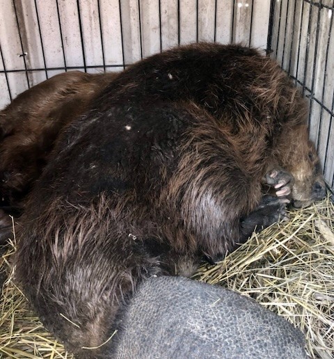 two beavers in a cage in merritt have been captured as a part of a conservation project.