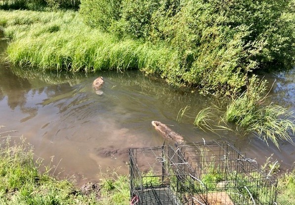 a pair of beavers swimming in a pond after being rehabilitated