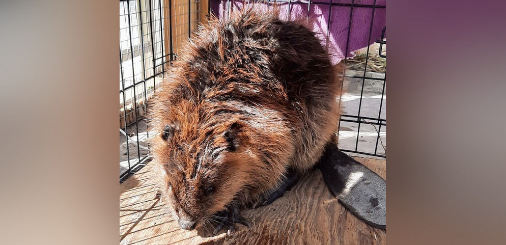 a brown beaver was captured in merritt as part of a conservation plan