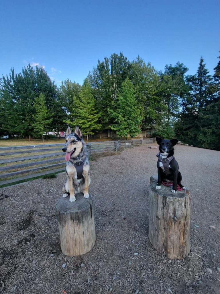 Two dogs owned by a man in North Vancouver.