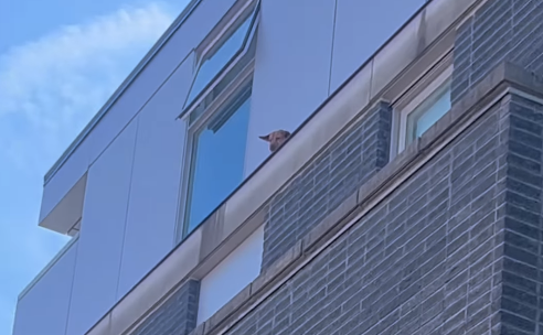 A lucky dog was rescued by Vancouver first responders Friday. (Courtesy Vancouver Firefighters IAFF 18) A lucky dog was rescued by Vancouver first responders Friday. (Courtesy Vancouver Firefighters IAFF 18)