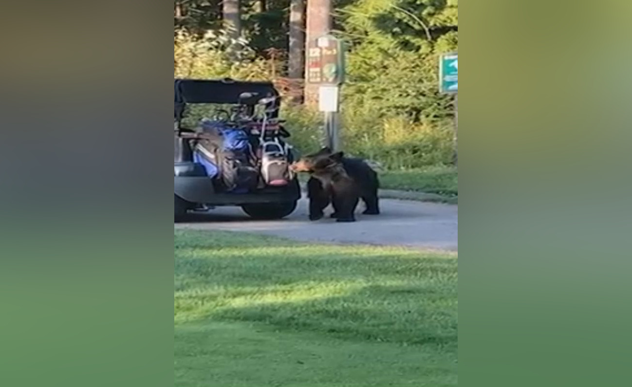 a bear seen snuffling around a golfers cart in coquitlam 