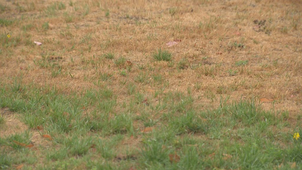 A brown and green lawn