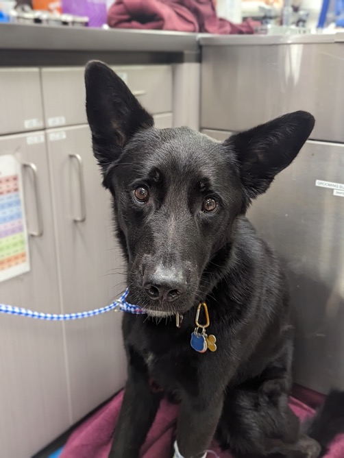 Meshki, a mixed breed rescue dog who was saved by a group of strangers in Vancouver after getting hit by a car. 