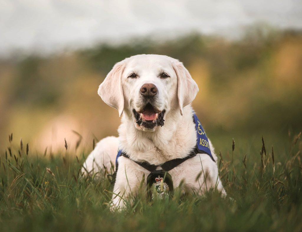 Caber, Canada's first ever victim services justice dog is seen posing for the camera.