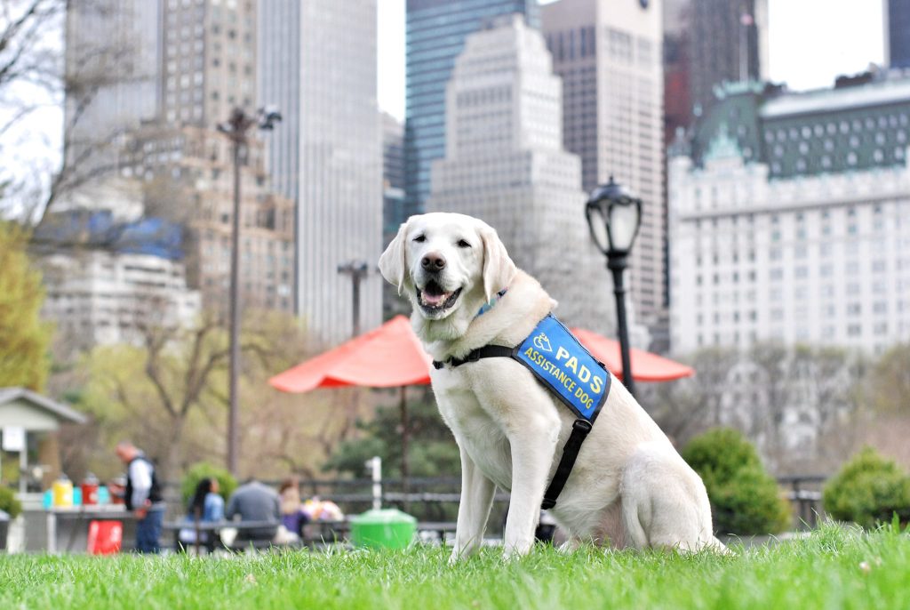 Caber, Canada's first ever victim services justice dog is seen posing for the camera.