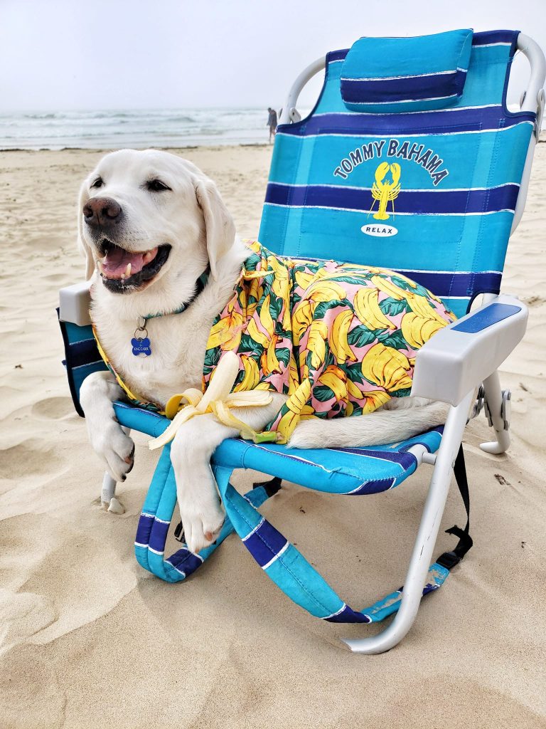 Caber, Canada's first ever victim services justice dog is seen posing for the camera.