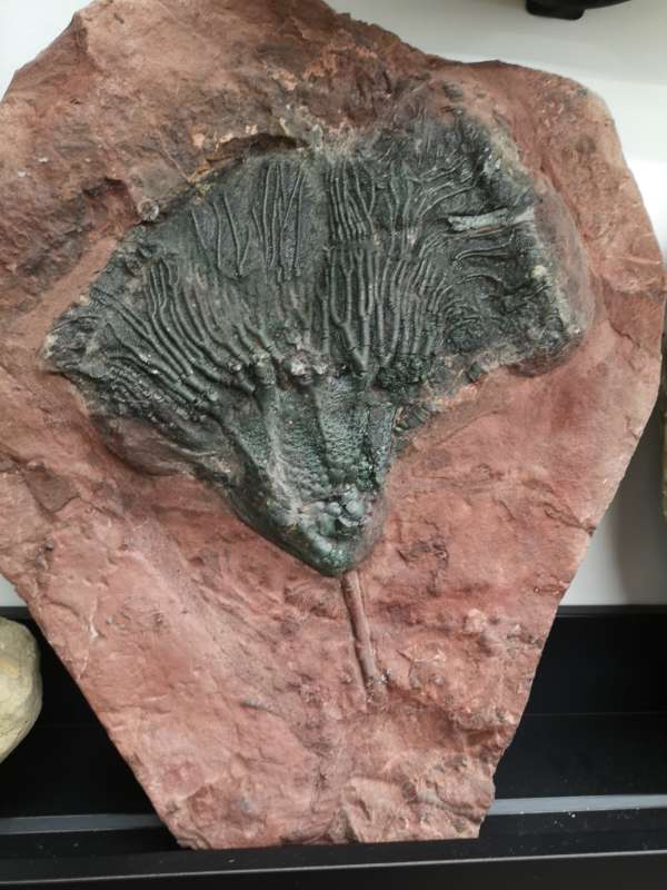Artifacts from Vancouver's Rubble Rock and Gem.