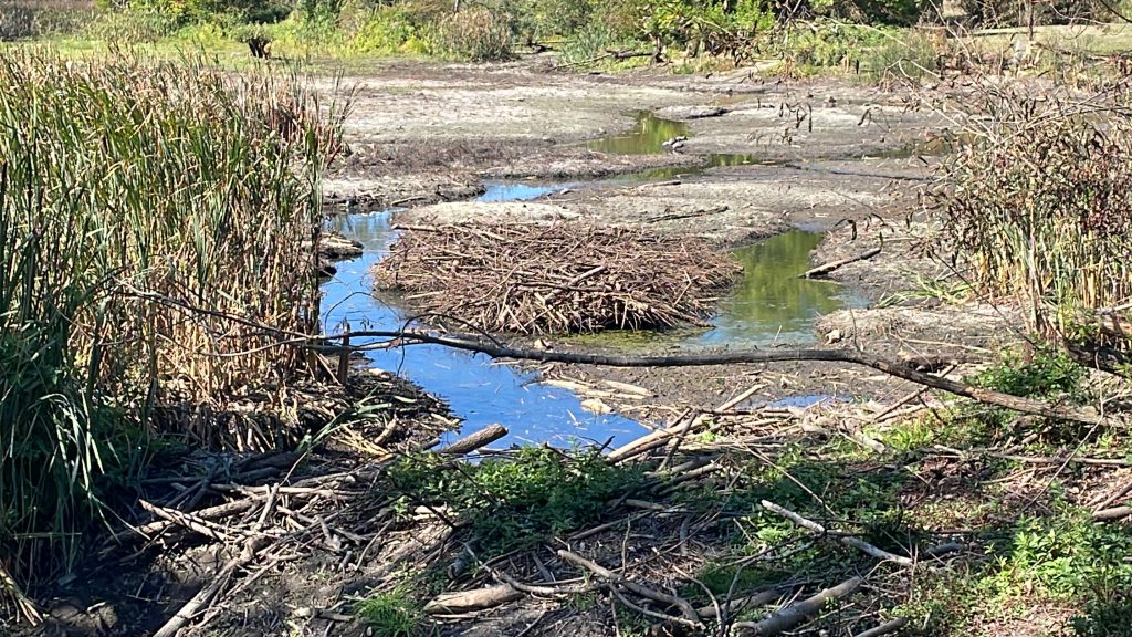 a beaver dam sits in a pond at Jericho Beach Park with extremely low water levels