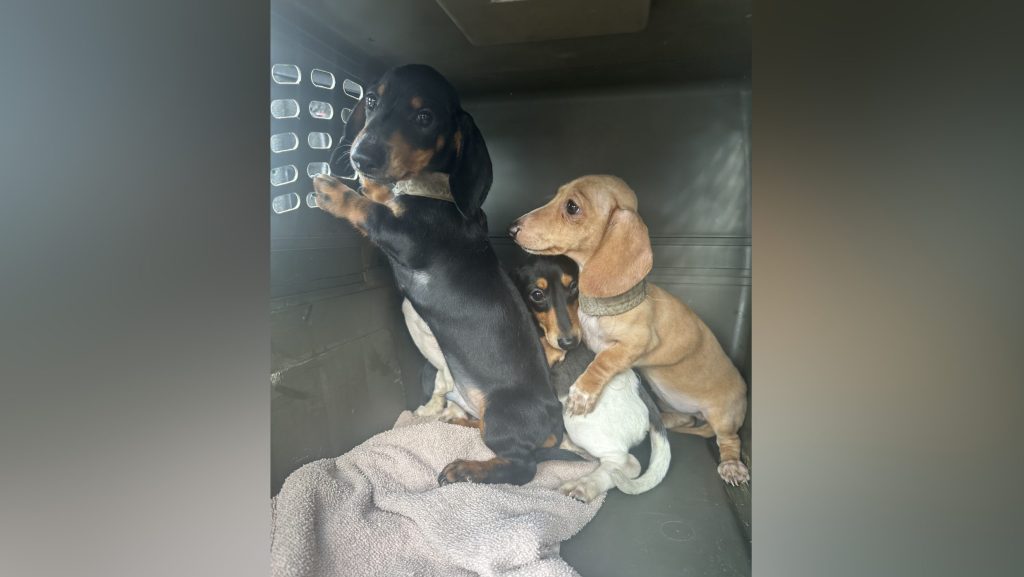 BC SPCA seizes dachshunds from breeder CityNews Vancouver