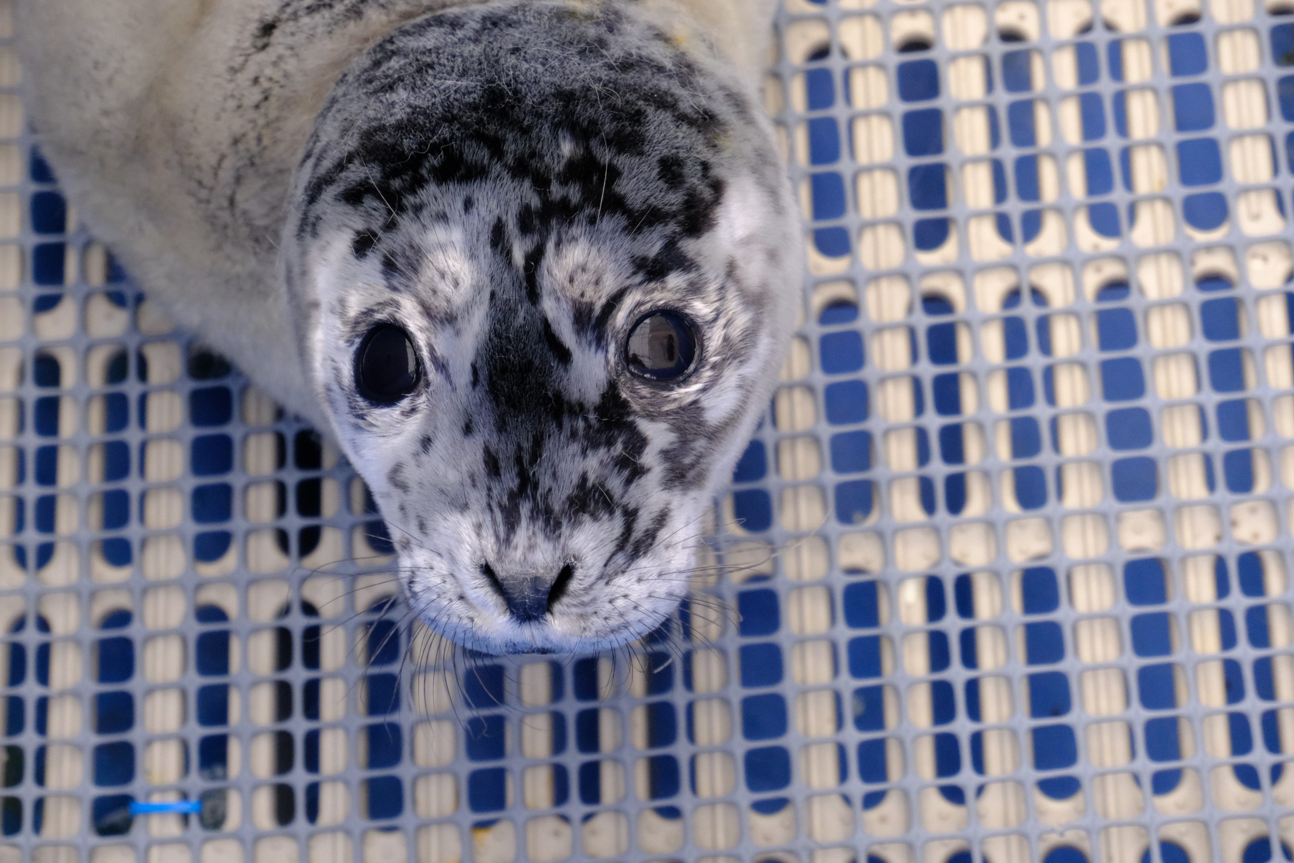 Harbour seals released near Richmond B.C. CityNews Vancouver