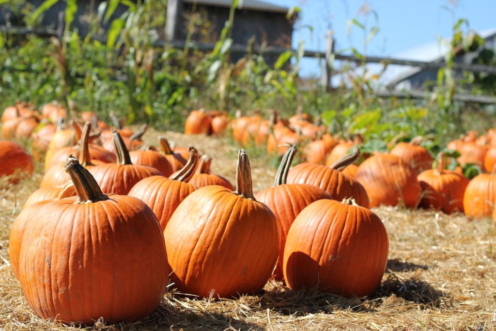 orange pumpkins on brown grass field during daytime