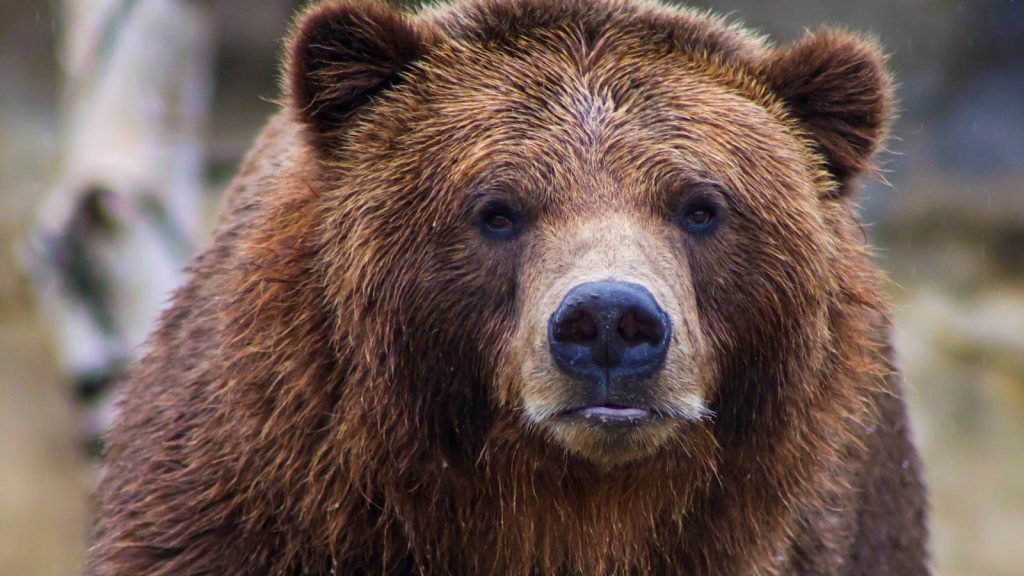 A photo of a grizzly bear