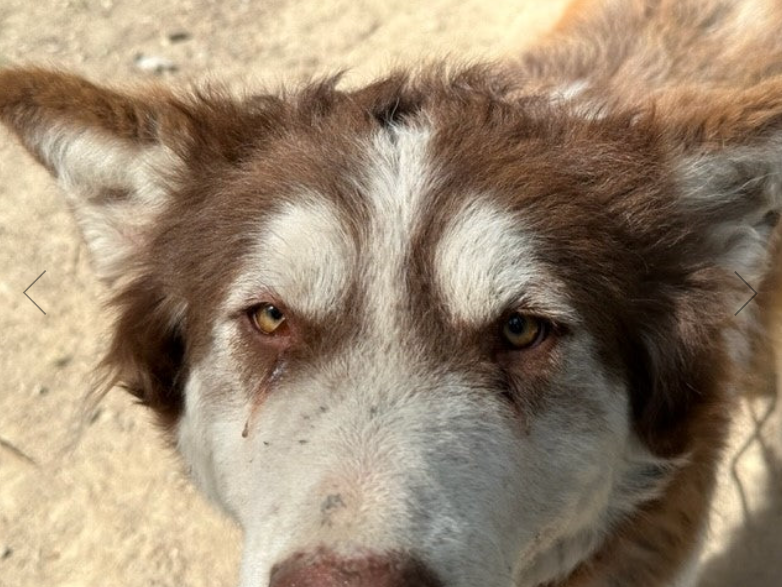 A dog in distress prior to it being rescued.