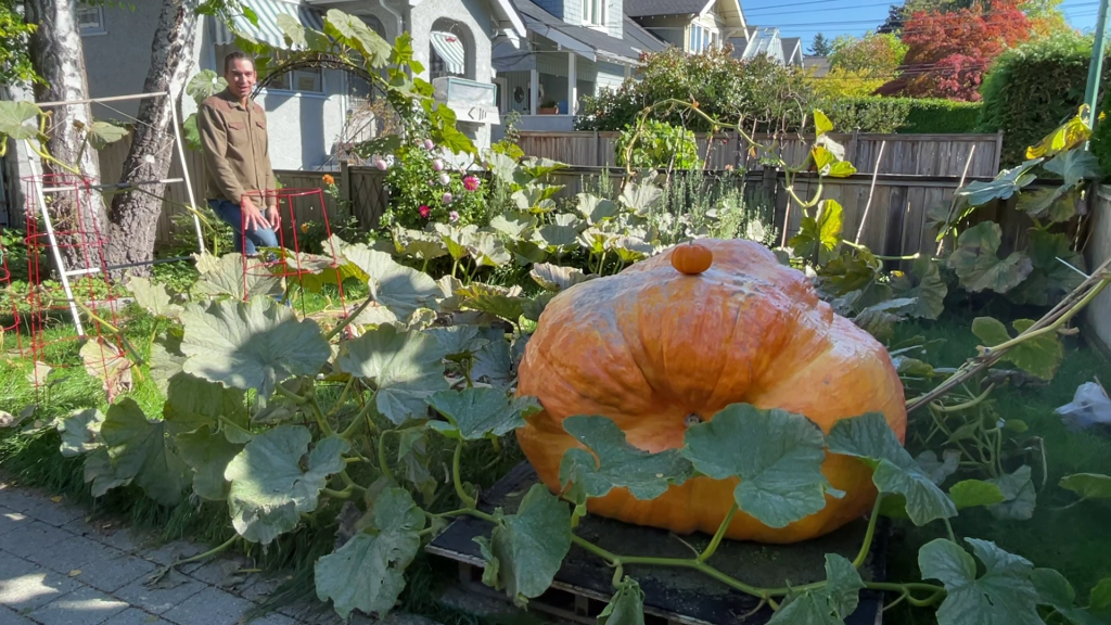 A giant pumpkin in Vancouver's Kitsilano neighbourhood.