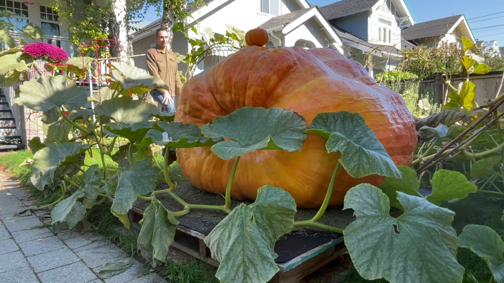 A giant pumpkin in Vancouver's Kitsilano neighbourhood.