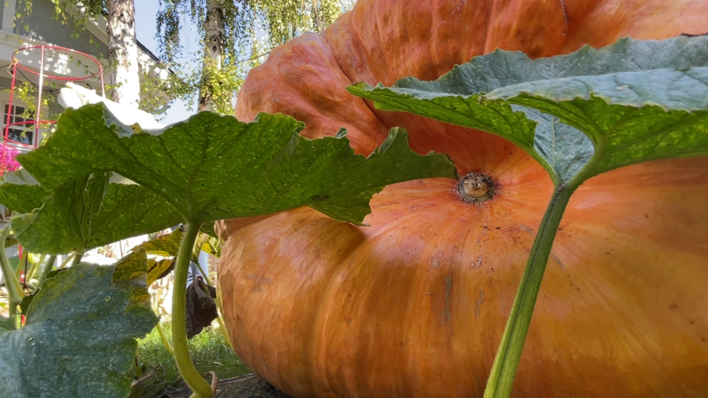 'King Kong' the giant pumpkin grows on in Kitsilano