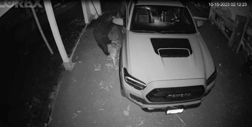 Video footage shared by Jen Rollins on B.C.'s Sunshine Coast showing a bear opening up the door of a pickup truck that was parked in her driveway.