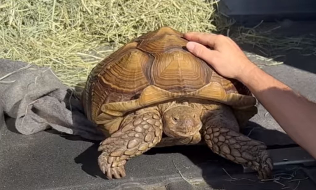Frank the Tank: Richmond tortoise needs home