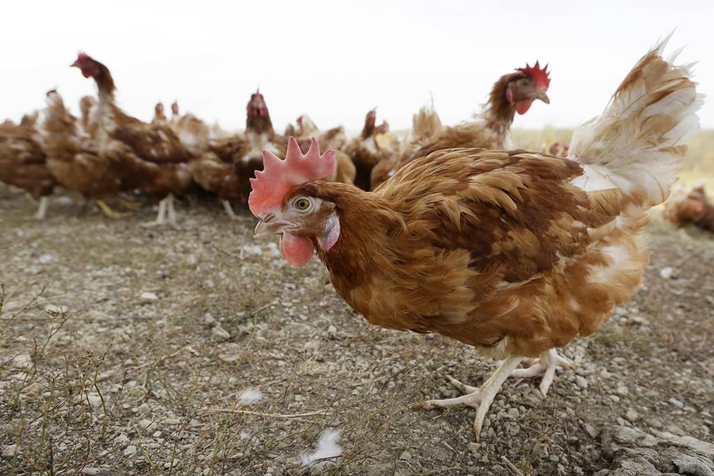 Expertos canadienses advierten sobre el regreso de la gripe aviar a las granjas