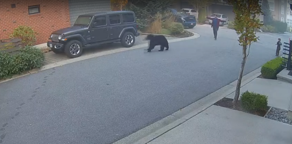 A screenshot of a video showing a bear being chased away by a man who has his arms held up after the animal walked up to a child in a Port Coquitlam neighbourhood