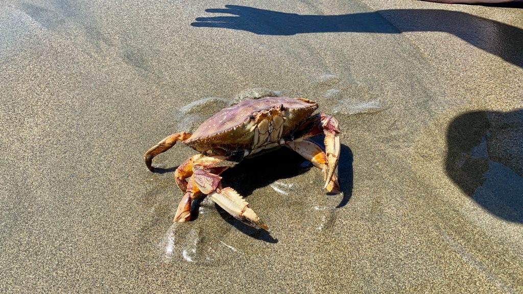 California crab season delayed for whales
