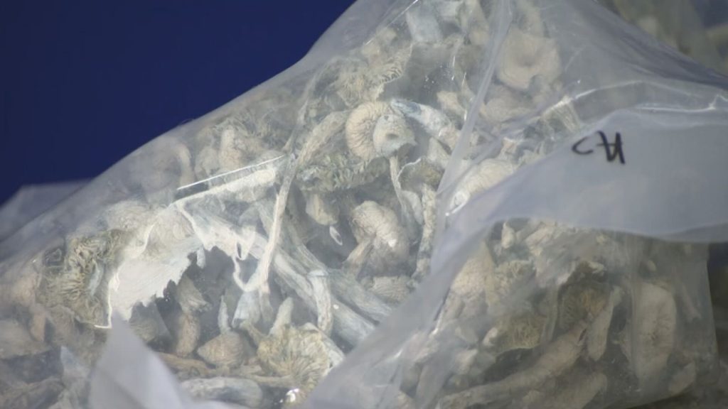 Bag of magic mushrooms seized by North Vancouver RCMP after what Mounties believe was a fake kidnapping report on Halloween