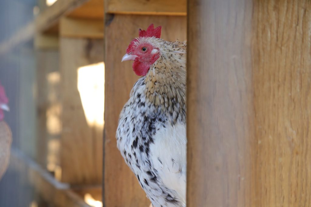 A chicken in a hen house.