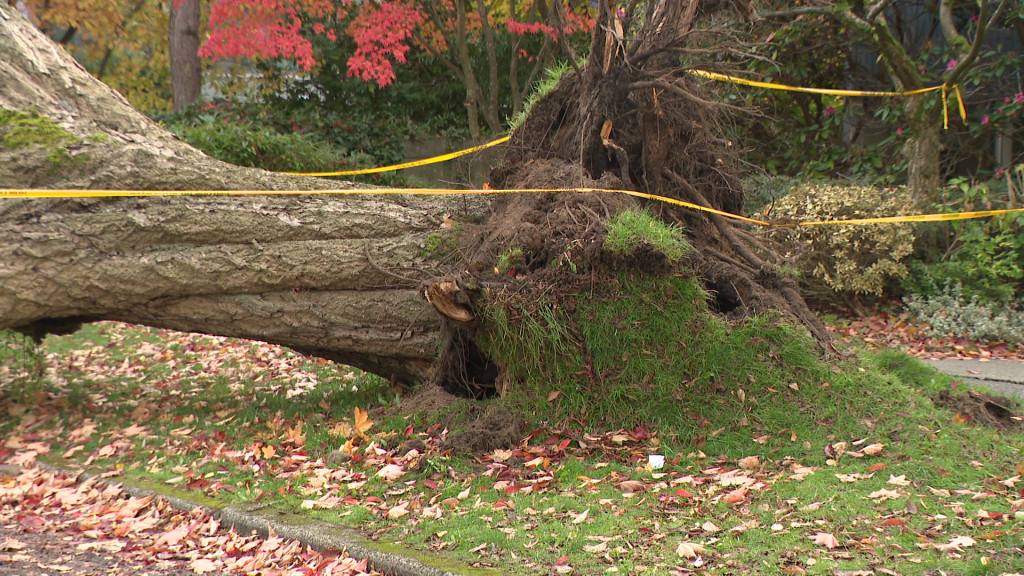 A large tree came crashing down in Vancouver's West Side Nov. 7, 2023, falling on a car and blocking Yew Street.