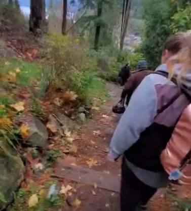 A walk through the forest near Horseshoe Bay.