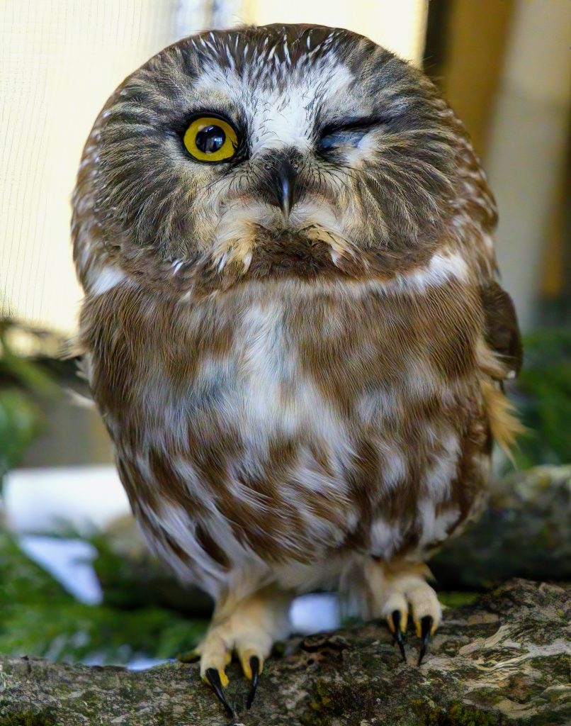 An owl that was found injured in Vancouver.