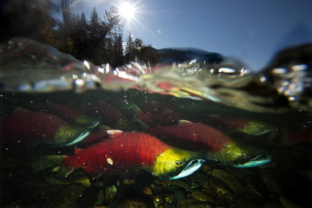 Spawning sockeye salmon are seen making their way up the Adams River in Roderick Haig-Brown Provincial Park near Chase, B.C. Tuesday, Oct. 14, 2014.