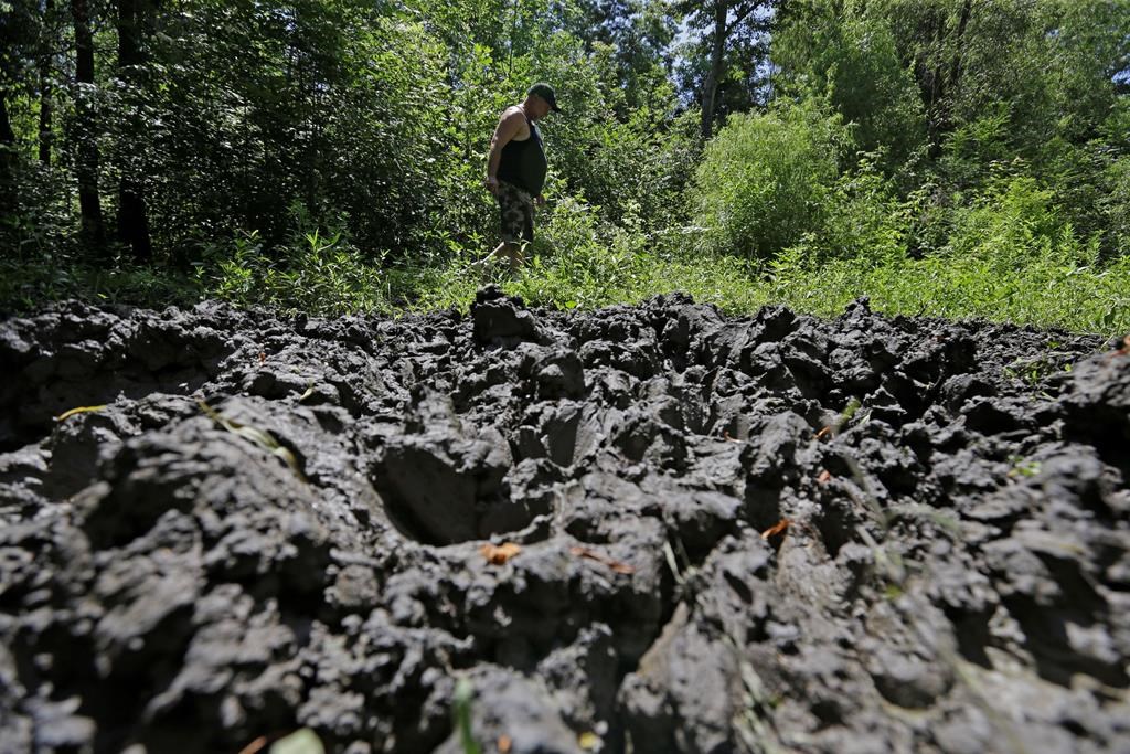 In this June 17, 2014, file photo, a wildlife trapper, walks past damage from feral hogs that happened overnight while foraging near one of his traps in New Orleans.